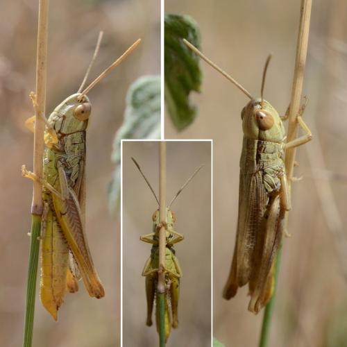 Euchorthippus declivus